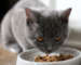 Katzenfutter ohne Zucker und Getreide